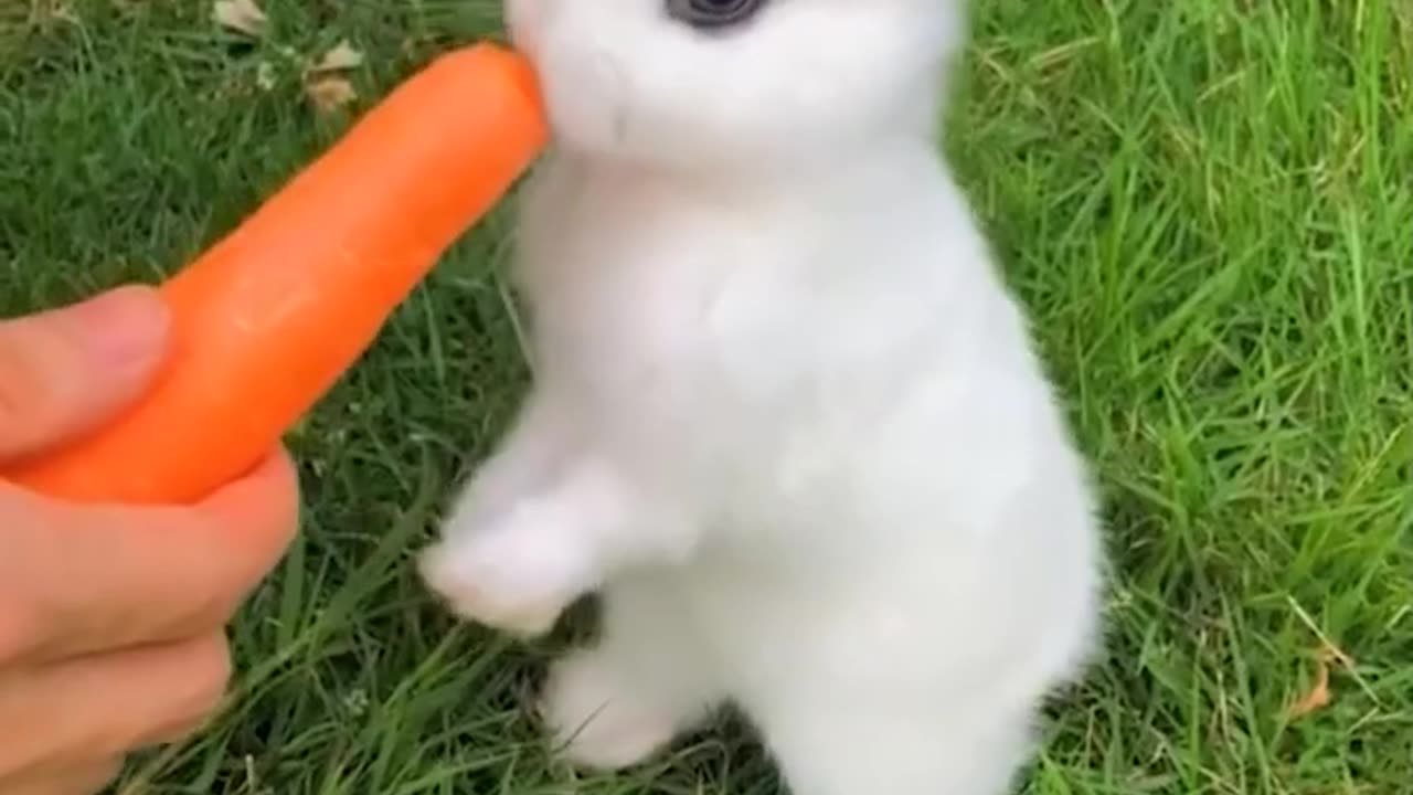 😍❤️🐰 most beautiful and cute baby animals 😍❤️🐰