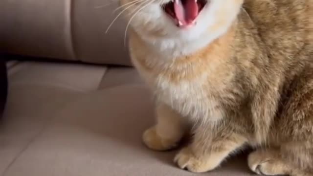 Baby Cat Tigerr 😂😂 Funny videooo. 😂😂😂