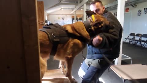 Building a protection with amazing dog