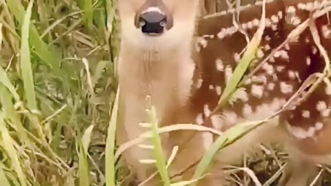 Deer 🦌 kid