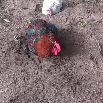 Rooster Sapphire has a girlfriend. Spa for chickens!!!