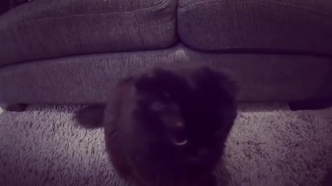 Cute Cat Playing with Camera