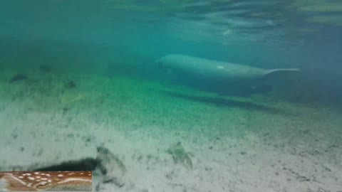 Head Spring | Manatee, and her calf