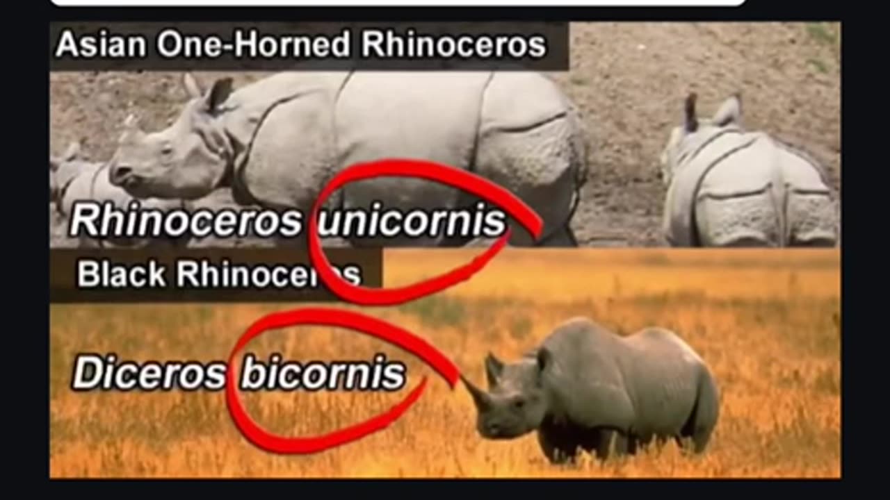 This is Why The Bible Mentions Unicorns!