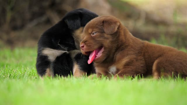 Cute Puppy baby dog playing with his best friend in the green park