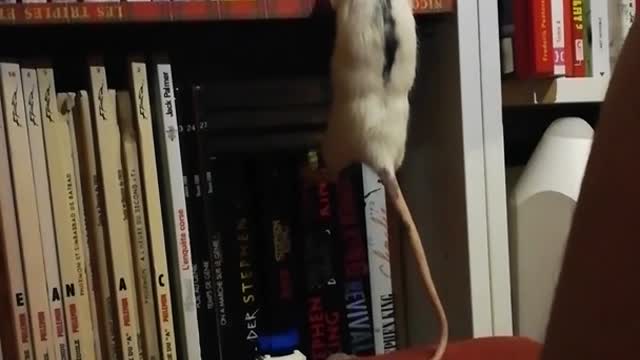 Rat doing pullups
