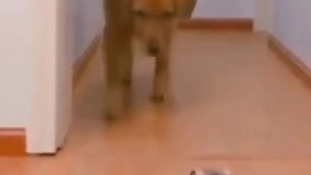 Funny dog playing with toy car 🚗 🤣