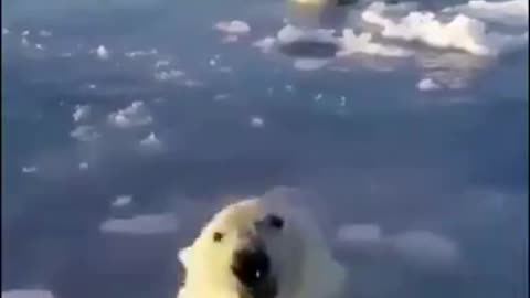 Polar Bears