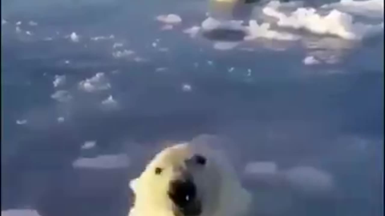 Polar Bears