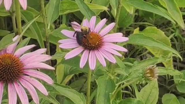 First time to see Bumblebee