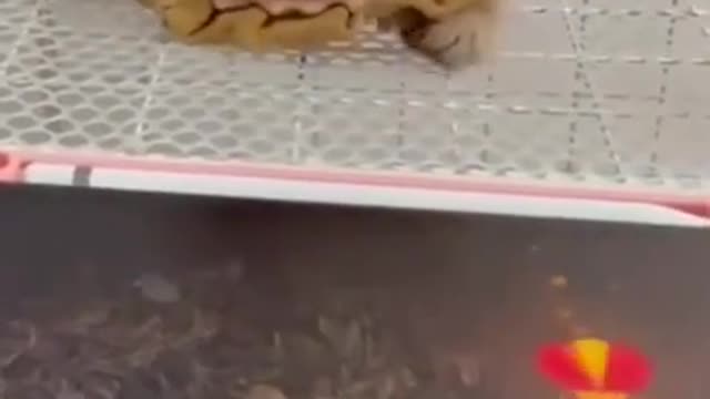 Cute cat playing games 🥰 #youtubeshorts #shorts