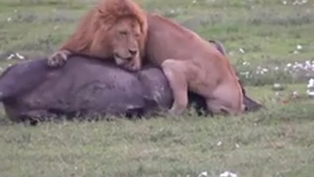 Whild animal (The king of forest lion )