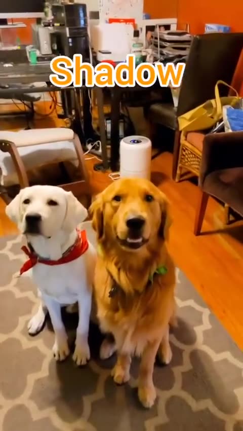 Dogs are the best people funny wholesome dog mildly amusing Fun with pack Tito Shadow Chance 👏🐕