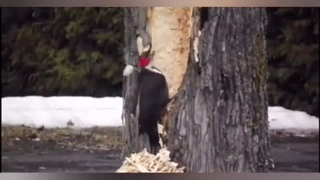 Awesome Bird