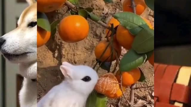 Does rabbit eat oranges?