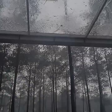 Rain on the pine tree