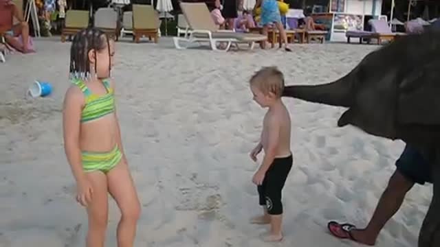 kids playing with a baby elephant on the beach