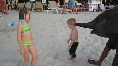 kids playing with a baby elephant on the beach