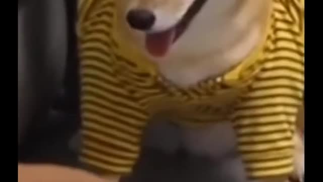 Dog funny,cat funny video collection