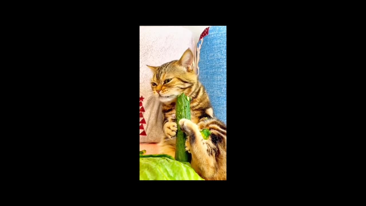 Cat fighting 😹😹