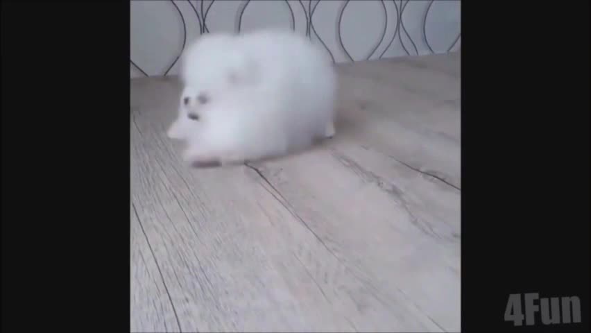 Cute baby animals Videos Compilation cutest moment of the animals - Cutest Puppies