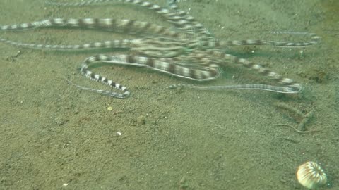 Awesome Octopus Changes its Appearance