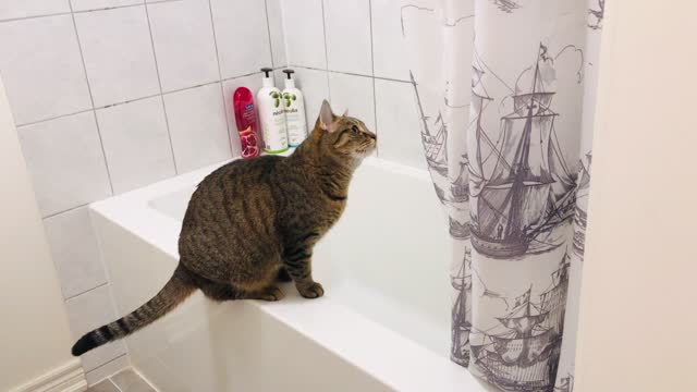 Cat wants shower but no one is in the house