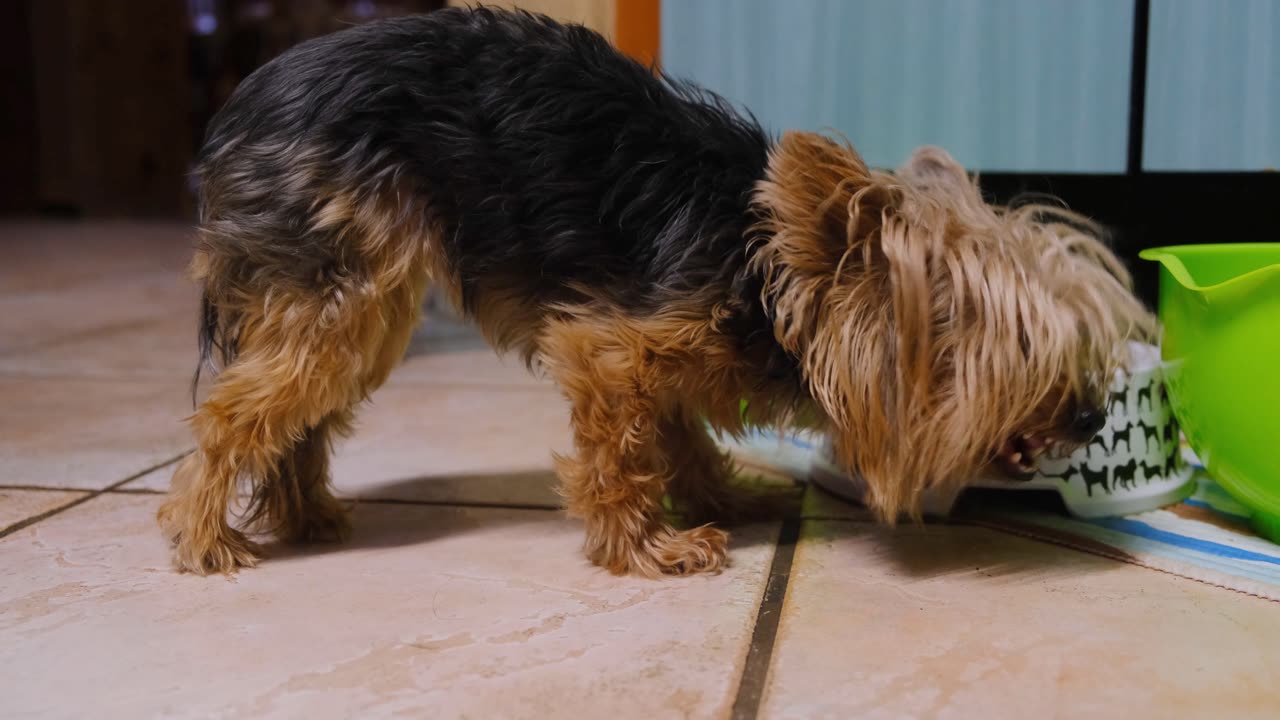 A Dog Eating Food On A Pet Plate