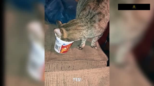 Funniest Cats - Don't try to hold back Laughter - Funny Cats Life part 4