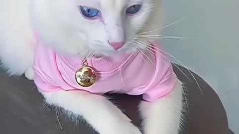 Cute Cats