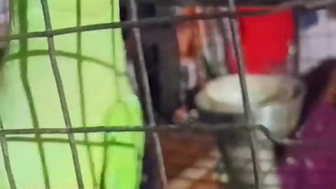 Parrot speaking