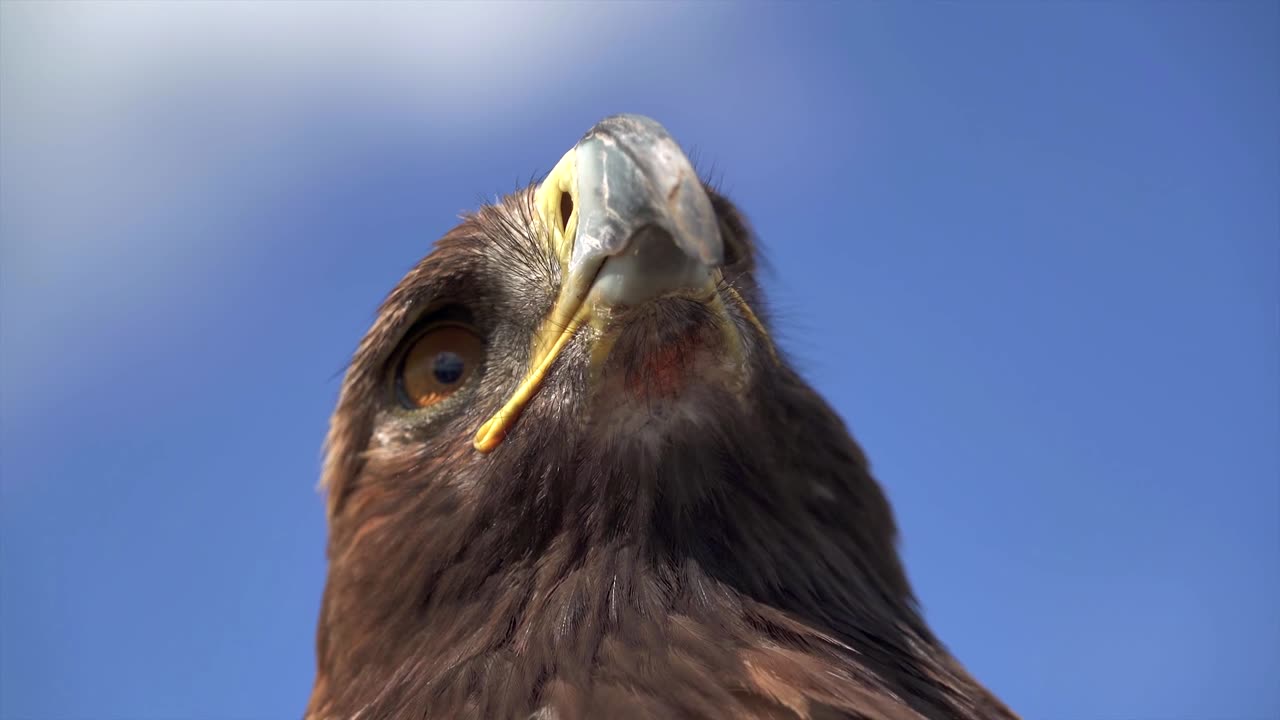 eagle