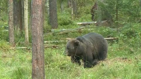 Just the bare necessities for Estonia’s bear watchers