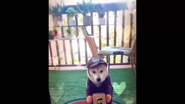 Dog patrol,Compilation Best of The the funniest and best video ever. It is funny and cute!