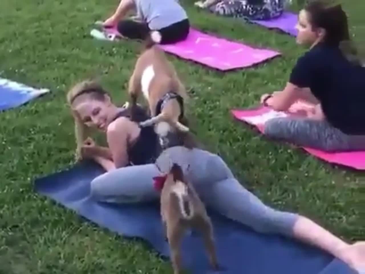 Funny Animal Yoga