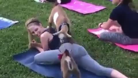 Funny Animal Yoga