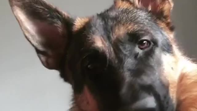 German Shepherd makes one of many funny faces!