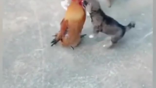 dog vs chicken fight - funny dogs fight