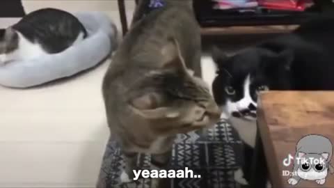 Funny cats (cats talking!)