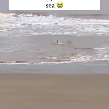 Animal and sea