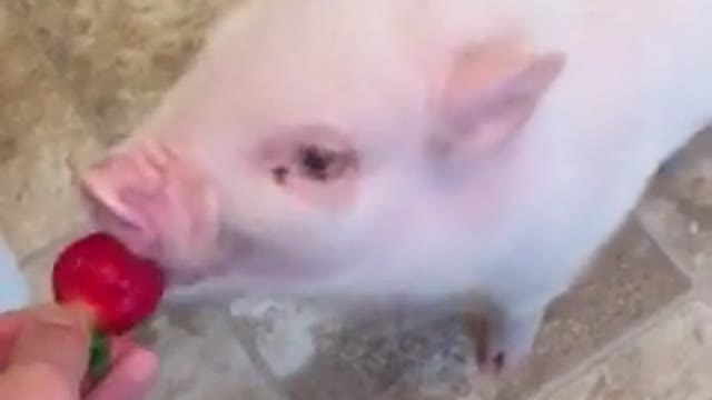 Pickle the Mini Pig eats a strawberry!