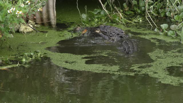 Small fish jumping around alligator