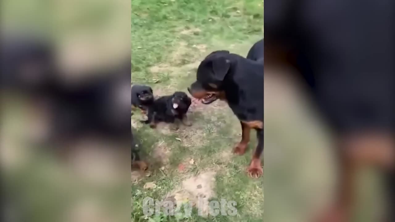 Funniest clips of dogs and cats