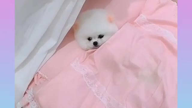 Cute and Funny Dog Videos Compilation _#short