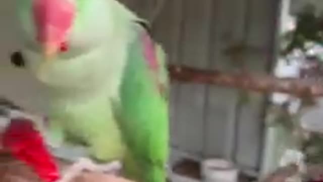 The parrots is eating pepper