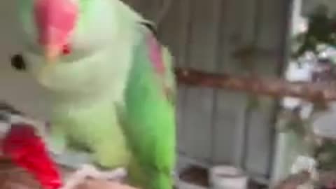 The parrots is eating pepper