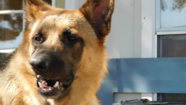 Connor the German Shepherd Barking