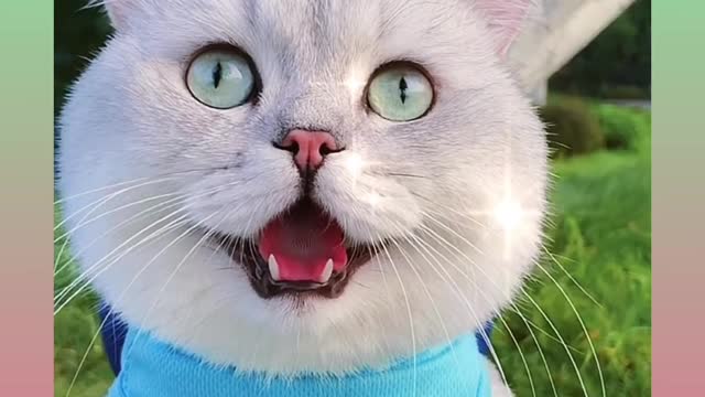 29 cat and funny cat video compilation#Short cat short funny video