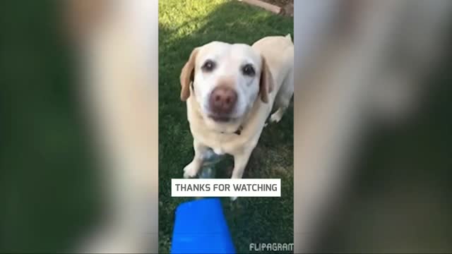 Funny Animal and Pets | Funny Dog Videos