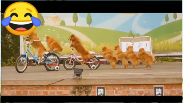 Kids Favorite PetsDogs Ride a BikeCats DanceCow Rocks Ep7 Cu